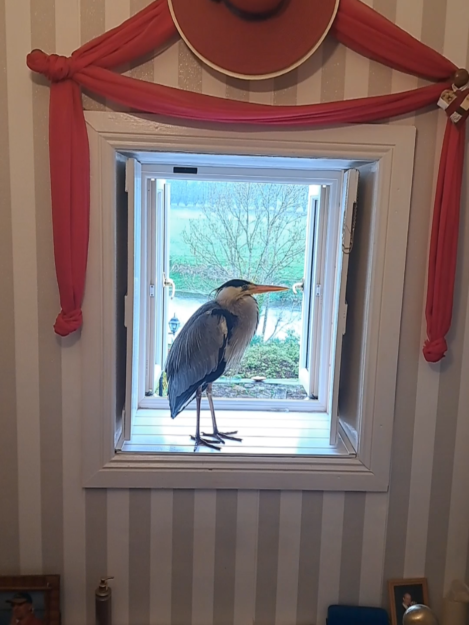 #grennanmillclothing #herons #longlegs #unbelievable #incredible #wow #allfollowers #happiness #