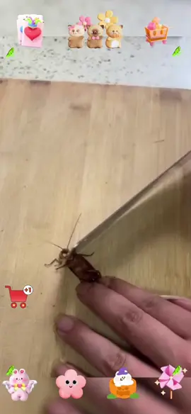 #cockroachbait #essentialforlife #goodthing  #tiktokshop 