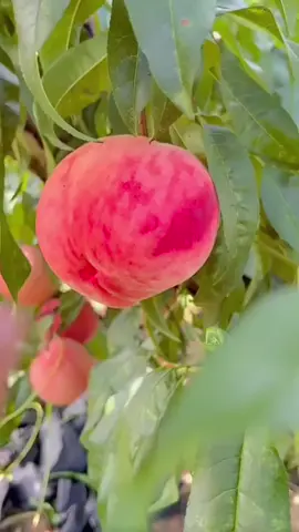 Buah Persik