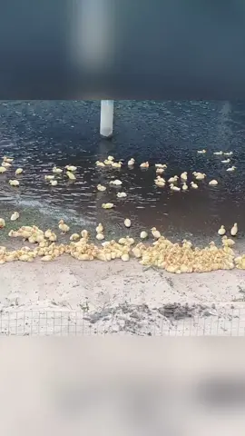 Funny ducks🤣🤣#funny #fyp #foryou #funnyvideos #funnyanimals #duck 