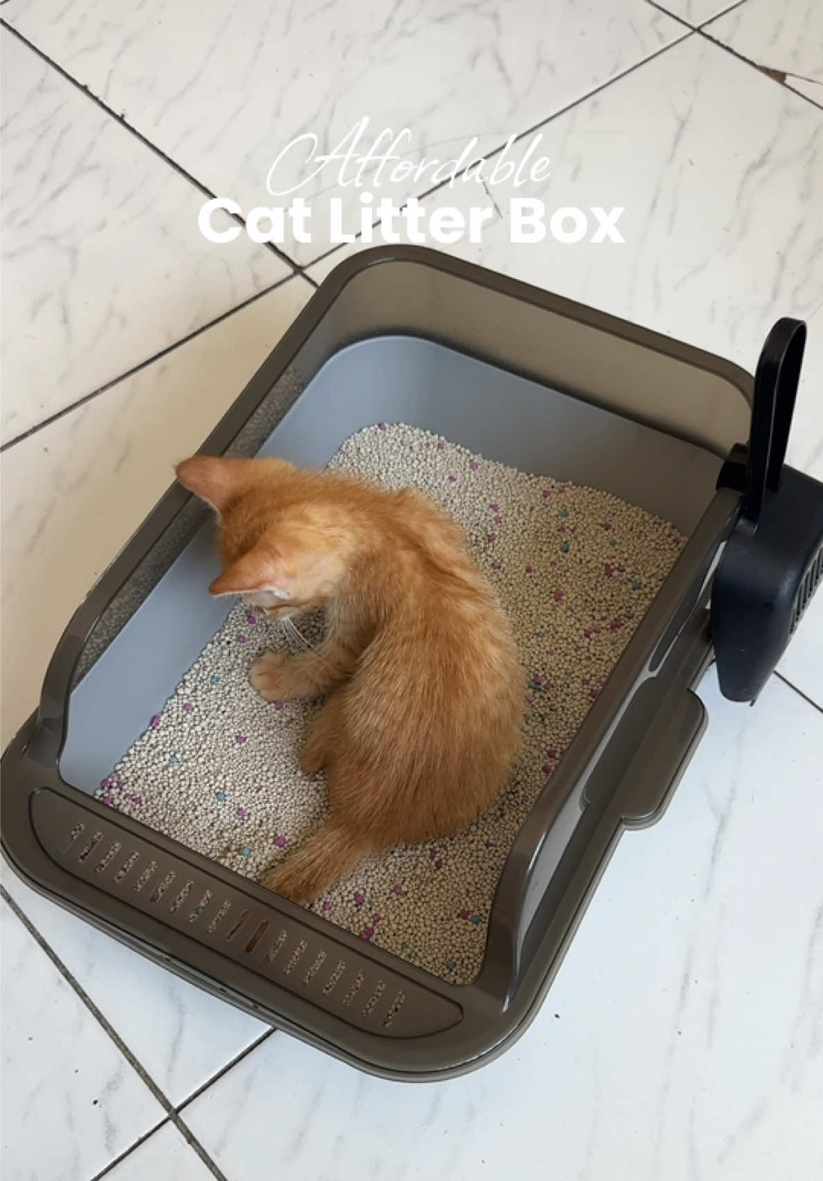 May new litter box kana Clover 😊😸#litterbox #catlitterbox #fyp #catsoftiktok 