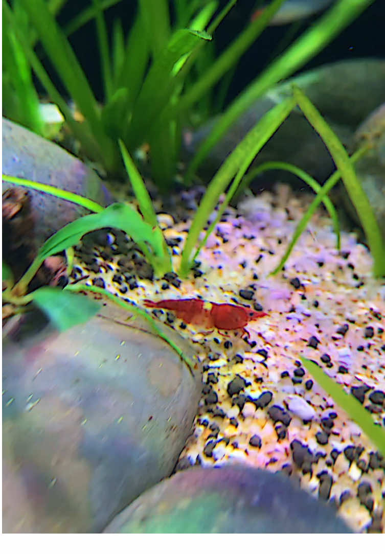 Ashuuuuudalah 🤣 #aquariumfish #akuariumikan #manfish #udanghias #fyp #fypシ゚ 