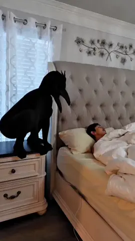 scare husband with crow 😂😂😂 #scarecam #jumpscare #scareprank #sofunny #prank #fun #funnycompilation #funnyvideo #funnymoments #entertainment #funnytiktok #fyp #trending #foryoypage 