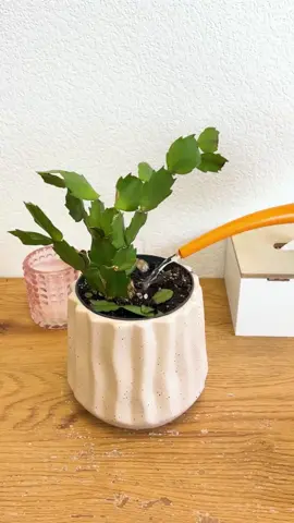 🌱 Struggling to keep your plants alive? Learn effective plant care tips with Plant Identify AI!