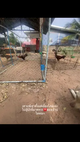 #ฟีดดดシ #เด็กเลี้ยงไก่ #เทรนด์วันนี้ 