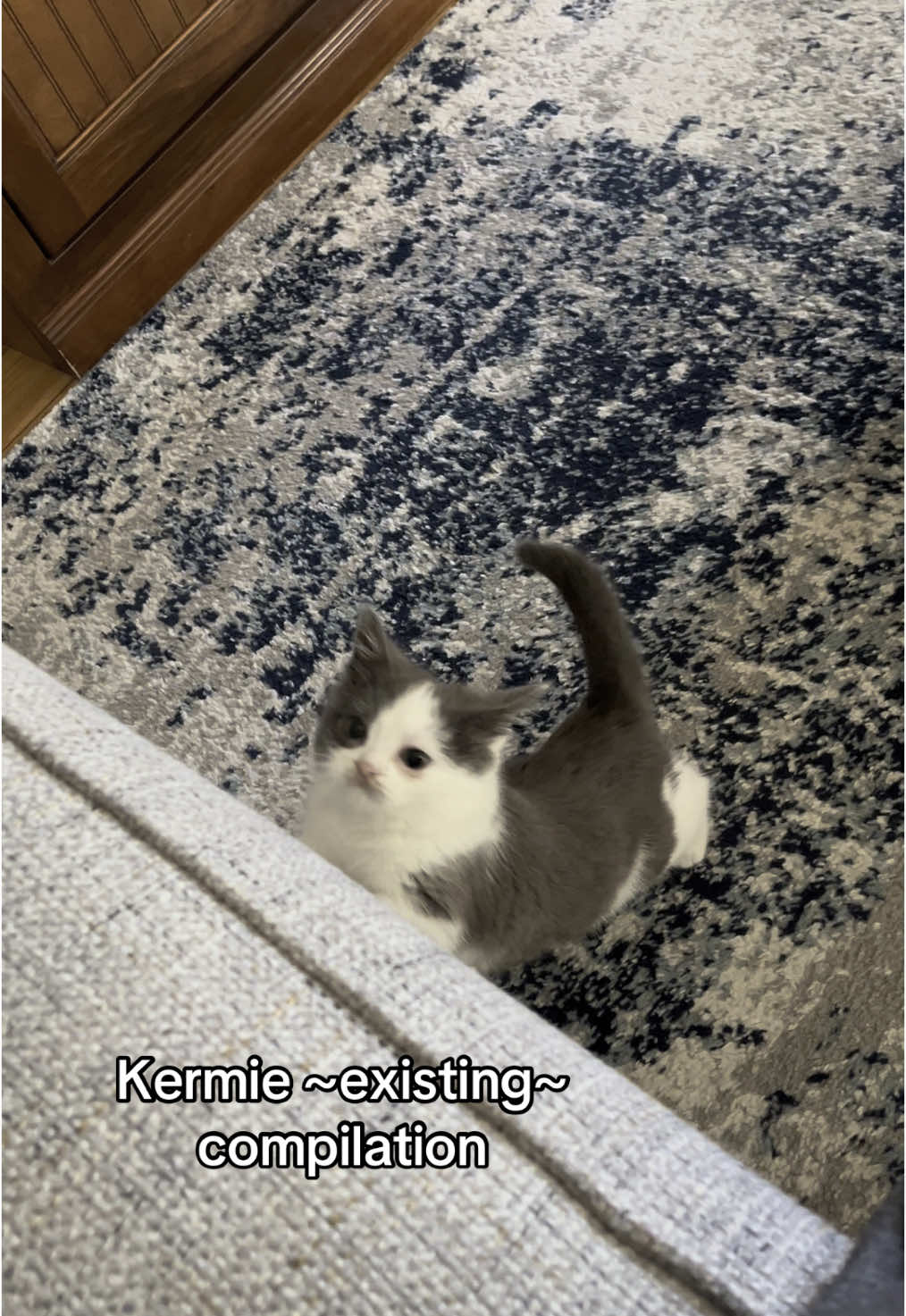 some tail wagging kermie videos!!! As a cat mom, I can say that my entire camera roll is just him lol #kermit #kermiewormy #kermitthecat #dwarfcat #kitten #catsoftiktok #cats #cat #catmom 