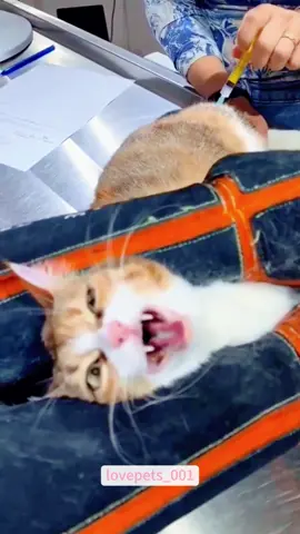 At the veterinary clinic.#cats #cutecats #foryou #funnytiktok #funnyvideos #usa #funnyanimals #fypシ #cute #funnycat #catlover #funnypets #viral #funny 
