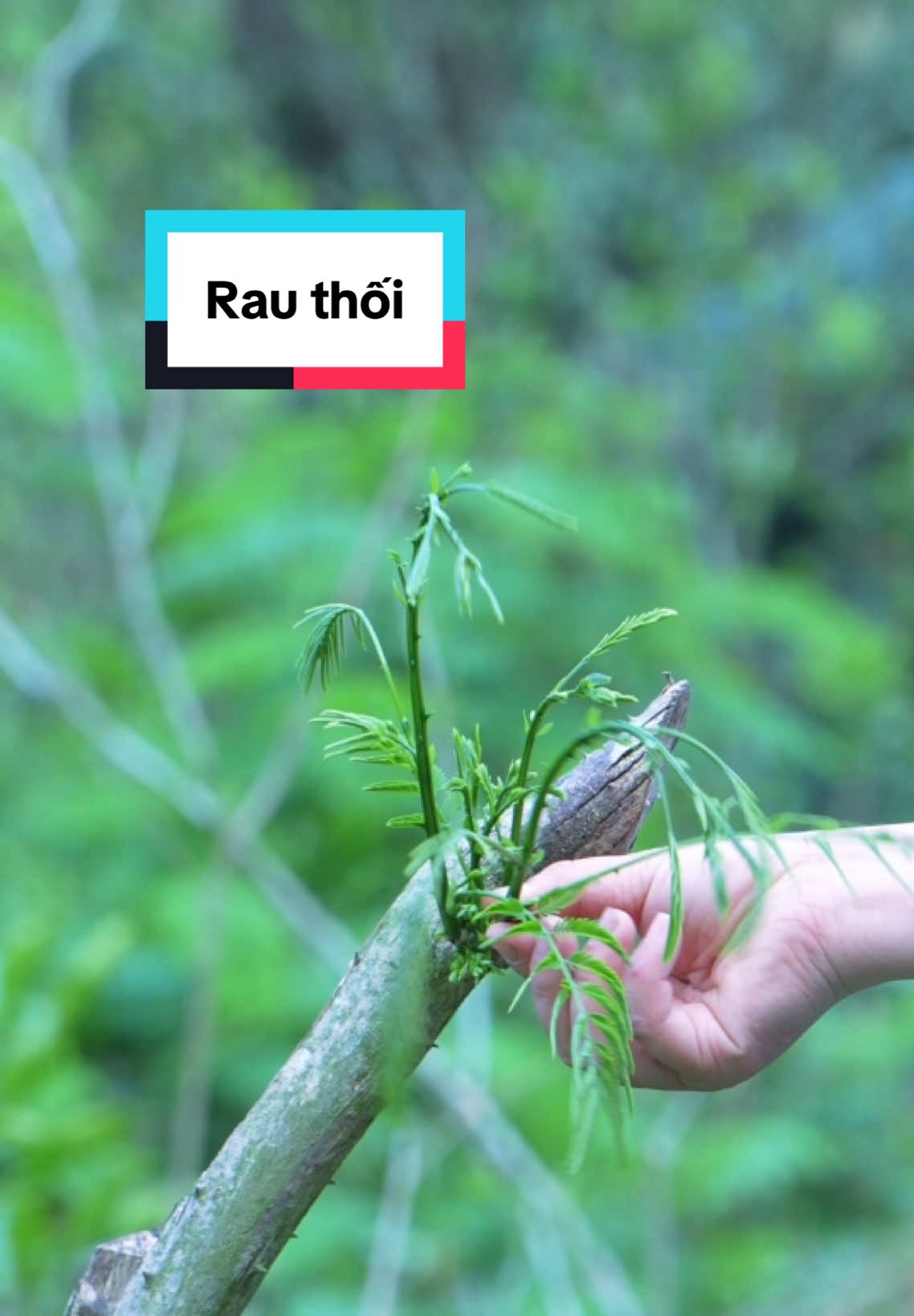Rau thối – nghe tên đã thấy “khó ăn”, vậy mà lạ thay, ai từng lên vùng cao, ăn thử một lần lại nhớ mãi. Mùi hăng hắc khi còn sống là thế, nhưng chỉ cần luộc nhẹ hay xào với chút tỏi, rau mềm, bùi, thơm thơm, ăn rồi cứ thấy như mang cả hương núi gió rừng về trong lòng. Mộc mạc, đơn sơ, nhưng chan chứa tình người và cái hồn của đất trời vùng núi phía Bắc #rauthoi #amthuc #food #suctay