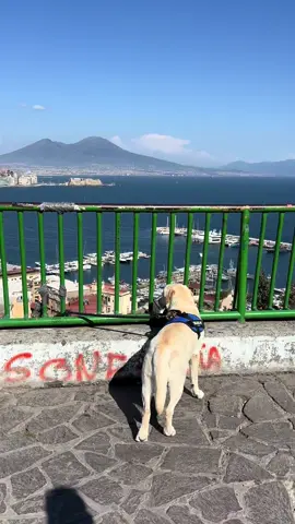Anche #Phebo incantato da Napoli 😍💙🌋 #fyp #perte #naples #casamia 
