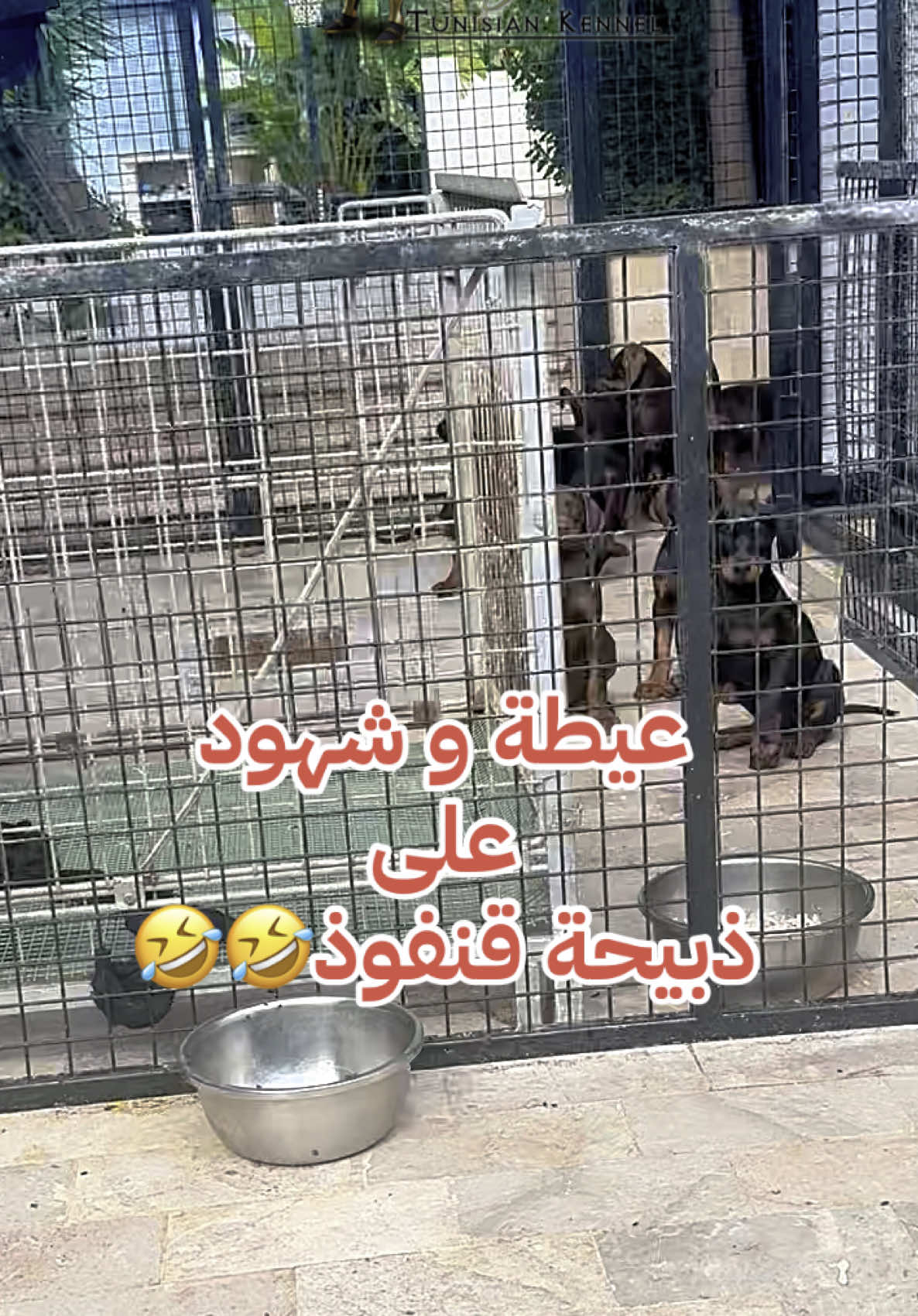 العصابة دبرمان 🧿🪬🙏 ☎️+216 90398598  #creatorsearchinsights #doberman #puppy #dobs #tunisie #tunisia #kennel #puppys #كلاب #dog #algeria #germany #canada #france #foruyou @𝒮𝒶𝒷𝓇ℯ𝓃𝒶💎 @L A C A M O R A😡😡 @Nadhmi Ghannem @weld rayess 🚢 @Élevages AKITA 2025 @Kahola Saber @ahmed HR @🇹🇳Sayed.K9🇩🇿 @_sghaier_youssef @§MịýÒĽ @@Wolf_club_dogtraining @FAROUK  COUVID 