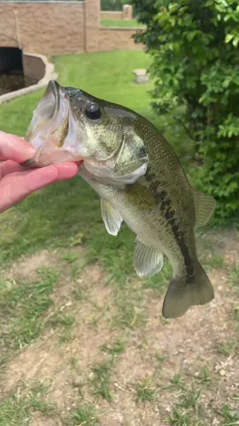 This literally took a week to make @Cayden #fyp #viral #trend #fish #fishing #bass #bluegigi #bluegill 