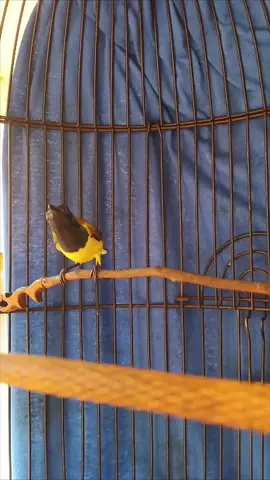 Apakah Tembakan Seperti Ini Yang Kalian Inginkan?🤣 #smm  #fyppppppppppppppppppppppp  #fyp  #sogonmania  #burungmasteran  #burung 