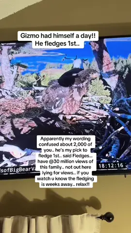 Humble brag in there as well!! Not that serious.. #jackieandshadow #Sunnyandgizmo #FOBBV #flyeaglesfly🦅 #eagles #bigbear 