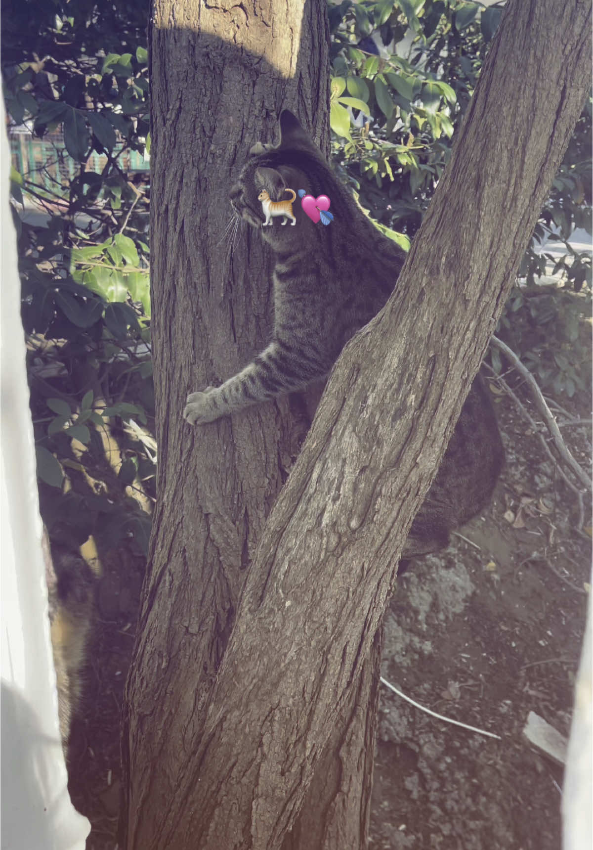 🐈‍⬛🐈#коты #природа #сочи #кошкиндом #астрахань 