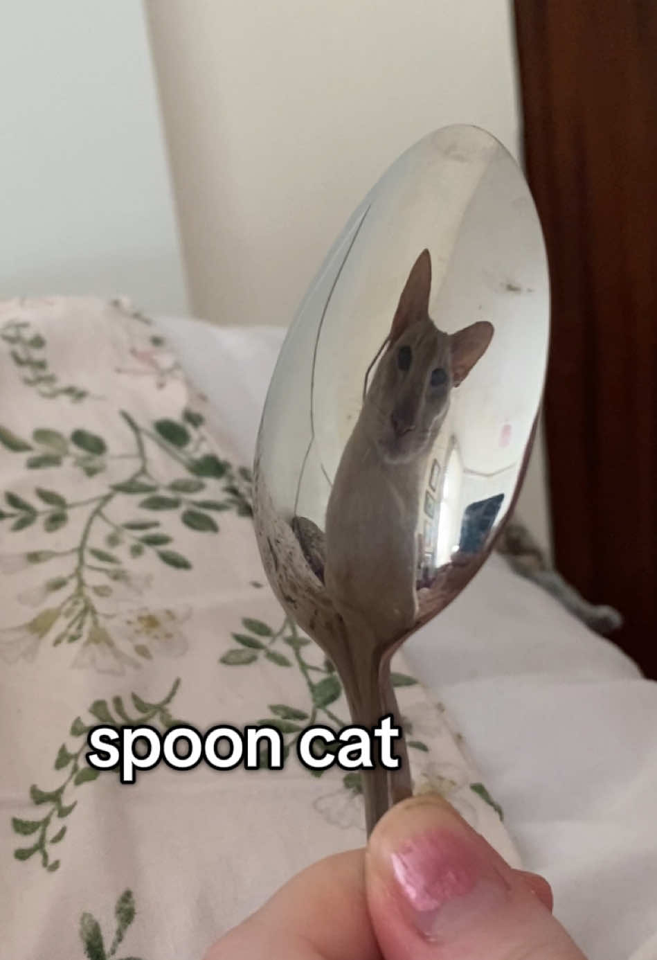 🥄 #spooncat #spoon #siamese #orientalshorthair #orientalcat #siamesecat #funnycats #catmemes #fyp #foryou #viral #fyppp #catreels #catmeme #ivythecat #alien #gnarpy 