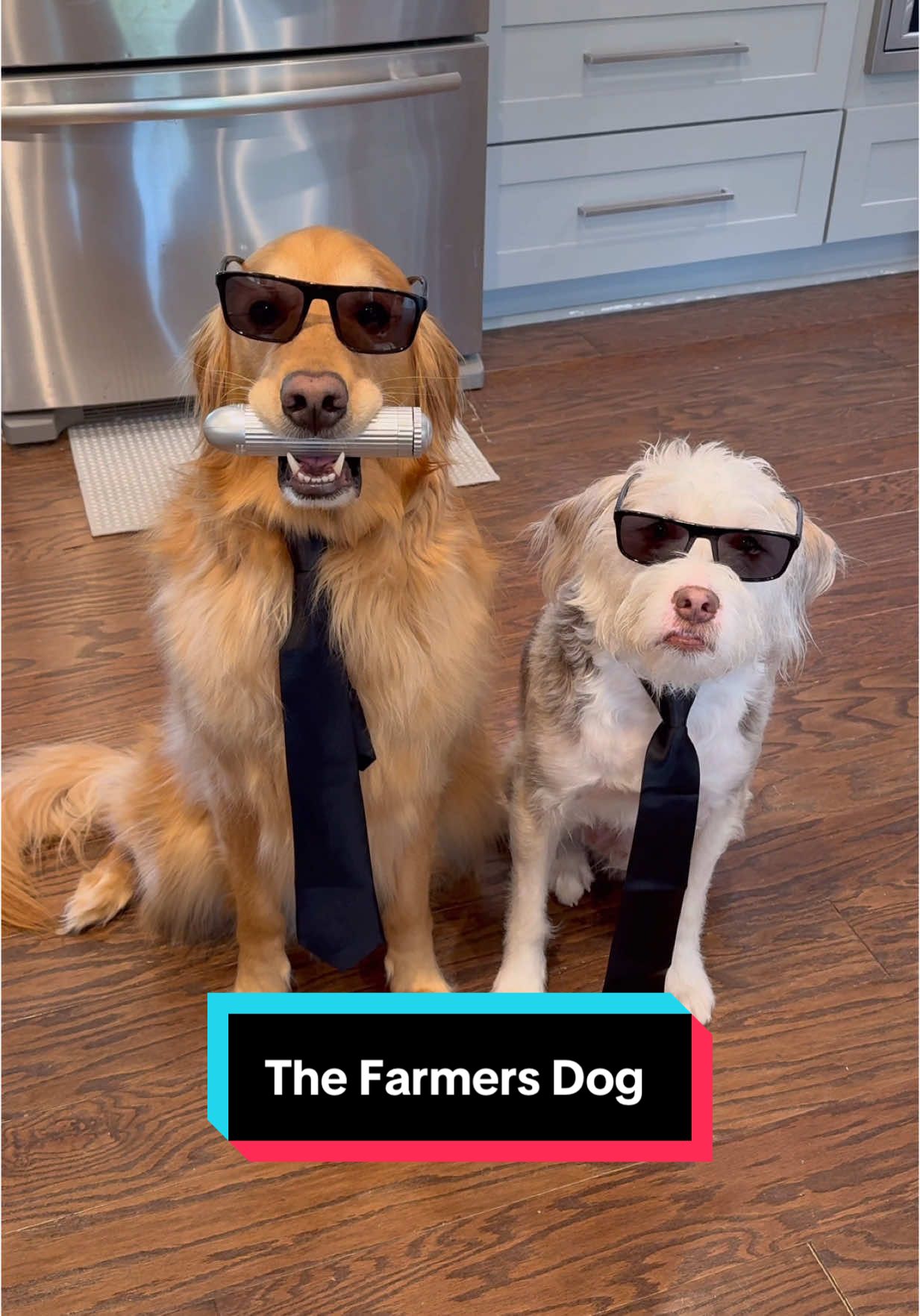 The dogs’ favorite part about @The Farmer’s Dog ? Everything…the real meats, the fresh veggies…all of it!  My favorite part? It shows up at our front door in pre portioned packs which is SO convenient, and there’s no guess work! Click the link in our bio for 50% off your first box plus free shipping! #TheFarmersDog #TFDPartner