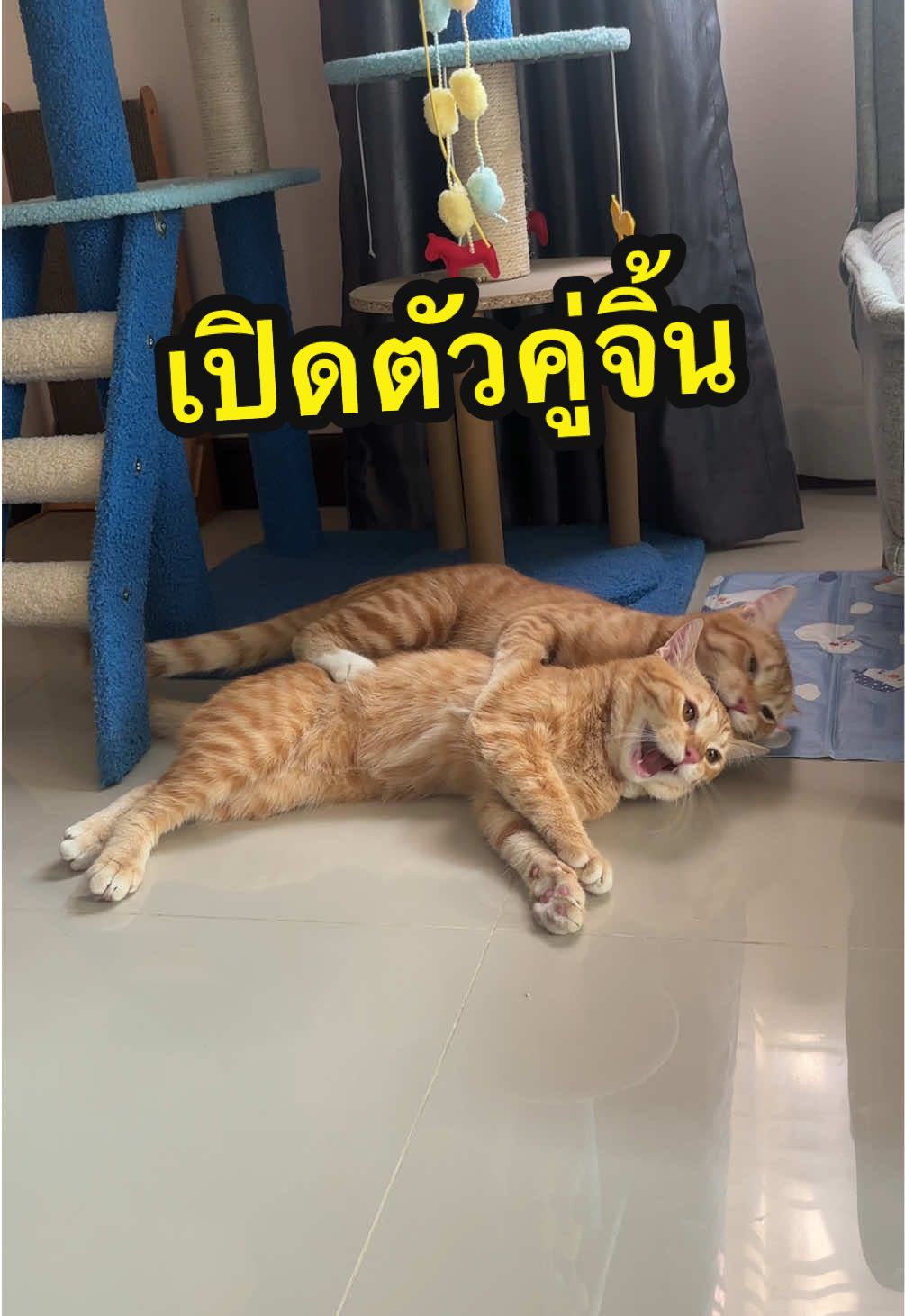 จิ้นมากกกก😂 โมเม้นหวานตลอดเวลา #cat #ไอโกะแมวส้ม #สวนสัตว์tiktok 