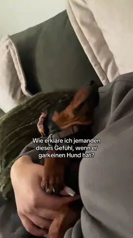 Mein kleiner attention Seeker 🥹 #fyp #foru #dackel #hund #dog 