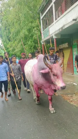 #foryoupage#trainingvideo#sylhetibullfighter#@TikTok Bangladesh @For You 