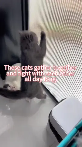 #foryoupage #fyp #cat #catsoftiktok #pet #fighting #kitty #PetsOfTikTok #trending #chat #katze #neko #gato #kot 