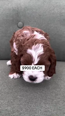 Message us for more details on our puppies. . . #toypoodle #poodle 