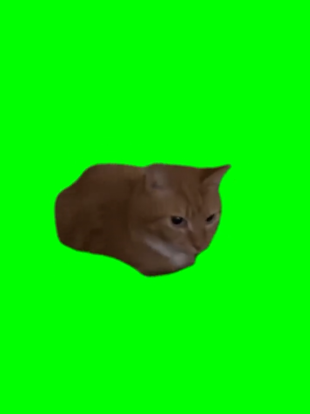 bouncing cat meme #cat #cats #catmeme #meme #memecut #CapCut 