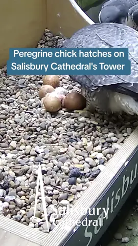 Time for shell-ebration! 🐣 A new  #peregrinefalcon chick has arrived 