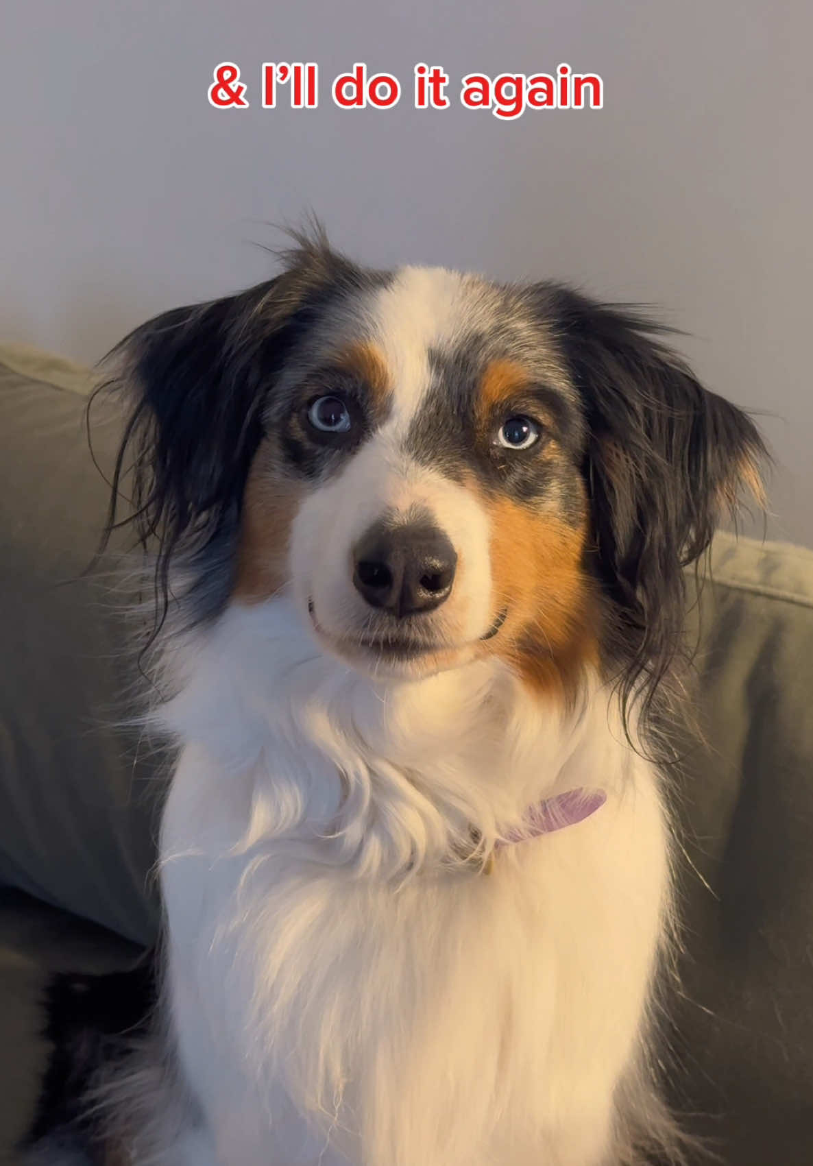 Is she valid?  😅 #fyp #funnydogs #dogsoftiktok 