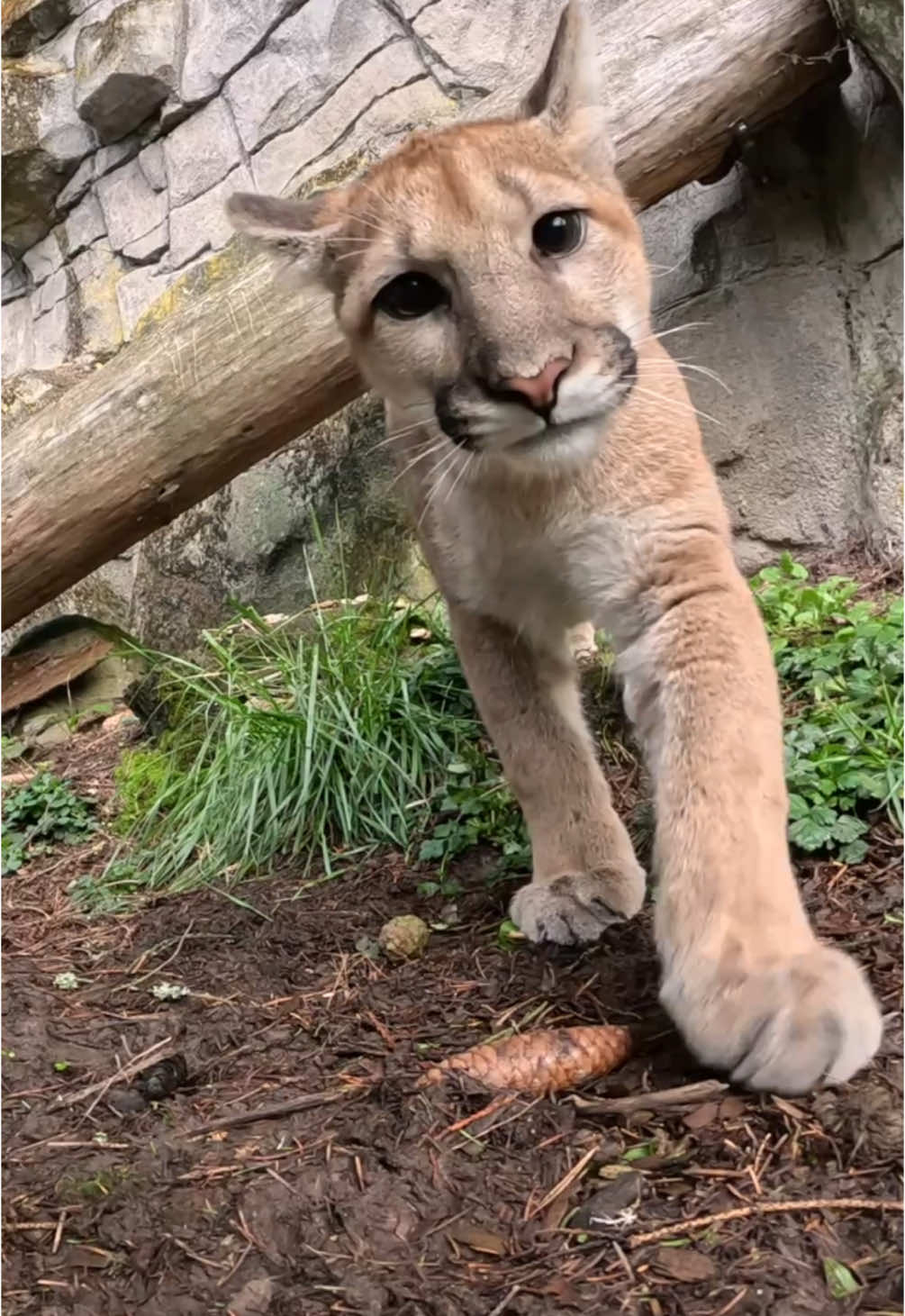 Meet Link and Nova! Orphaned in the wild and brought to the zoo by Washington Fish & Wildlife, these cougar cubs are now exploring their outdoor habitat and getting plenty of play time.  #cougar #animals #cats #oregonzoo 