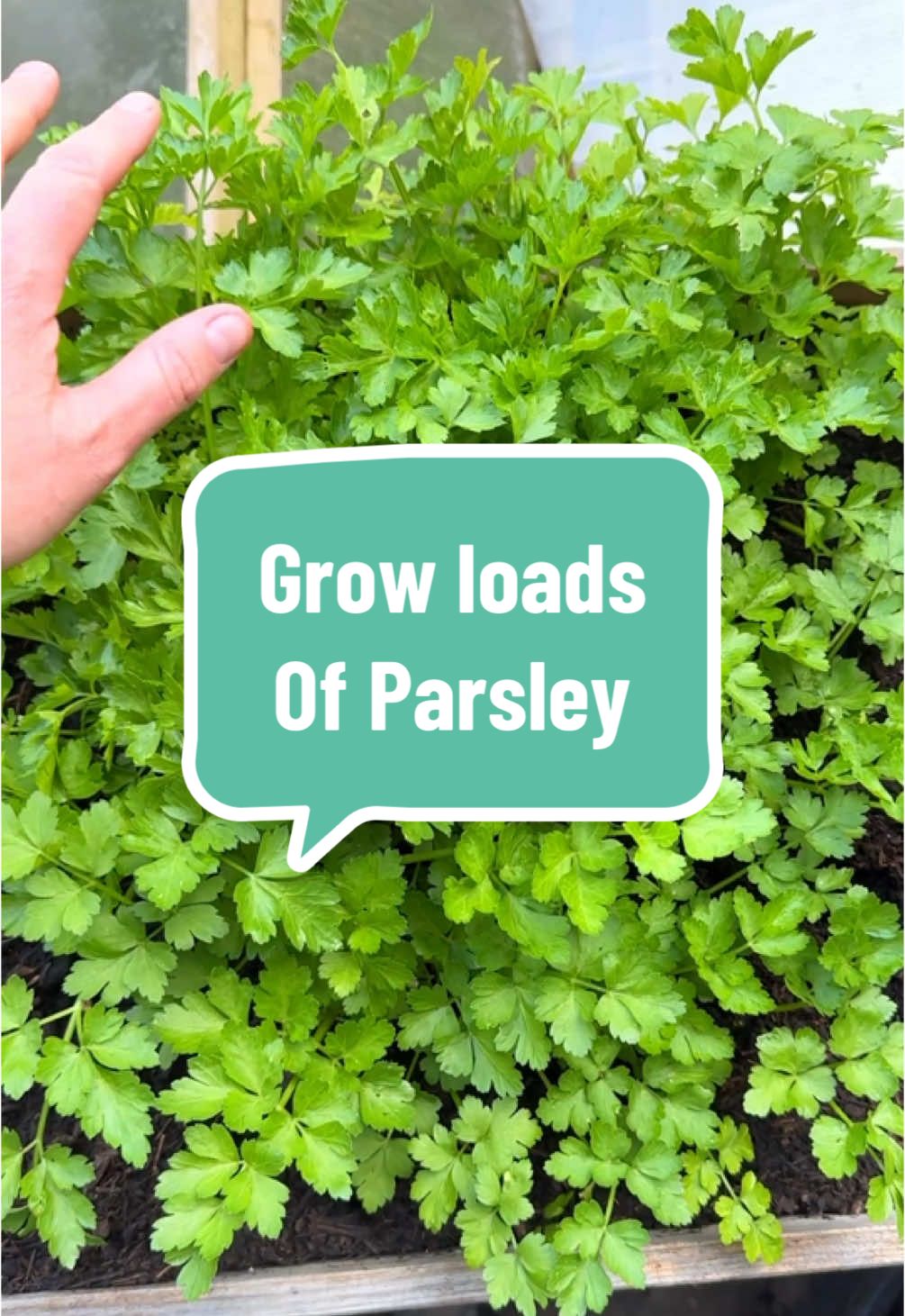 Herbs are probably THE BEST thing you could possibly grow in a small garden and one of the easiest and most bountiful is Parsley. Planting out my parsley means I’ve harvested - I’m not even kidding - about 100 times more parsley than if I’d just used that little potted plant. It is hardy and grows big meaning you can pick it all year round. Growing your own food doesn’t always save you money but when it comes to parsley this is a great money saving plant to grow. It also means you get super fresh herbs and no more sad dead half used packets at the back of the fridge. ☺️ For this and more tips on growing herbs - as well as loads of other garden projects check out my new book ‘Give it a Grow’ which is out now and available via the link in my bio.  #giveitagrow #parsley #gardeningforbeginners #gardeninghack