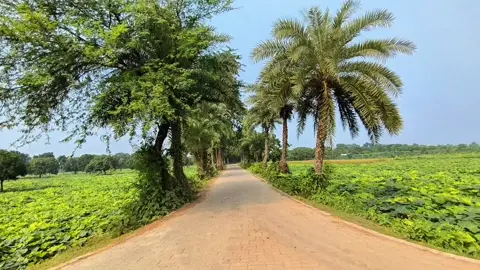 ভালোবাসবো বাসবো রে বন্ধু তোমায় যতনে 😊 #প্রকৃতি #sky #tree #fyp #fypシ #fypジ #unfrezzmyaccount #tiktok #shorts #song #weather #views #reels #nature #natural #scenery #foryou #trending #viral #viralvideo #sunset #akash #2025 #bholahat #chapainawabganj 