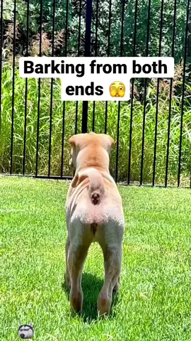 Cute funny animals #funnyanimals #funnymoments #fun #funnypets #funnypetsoftiktok #funnyanimalstiktok #funnymoments #entertainment #cuteanimals #animals #funny #laughter #fyp 