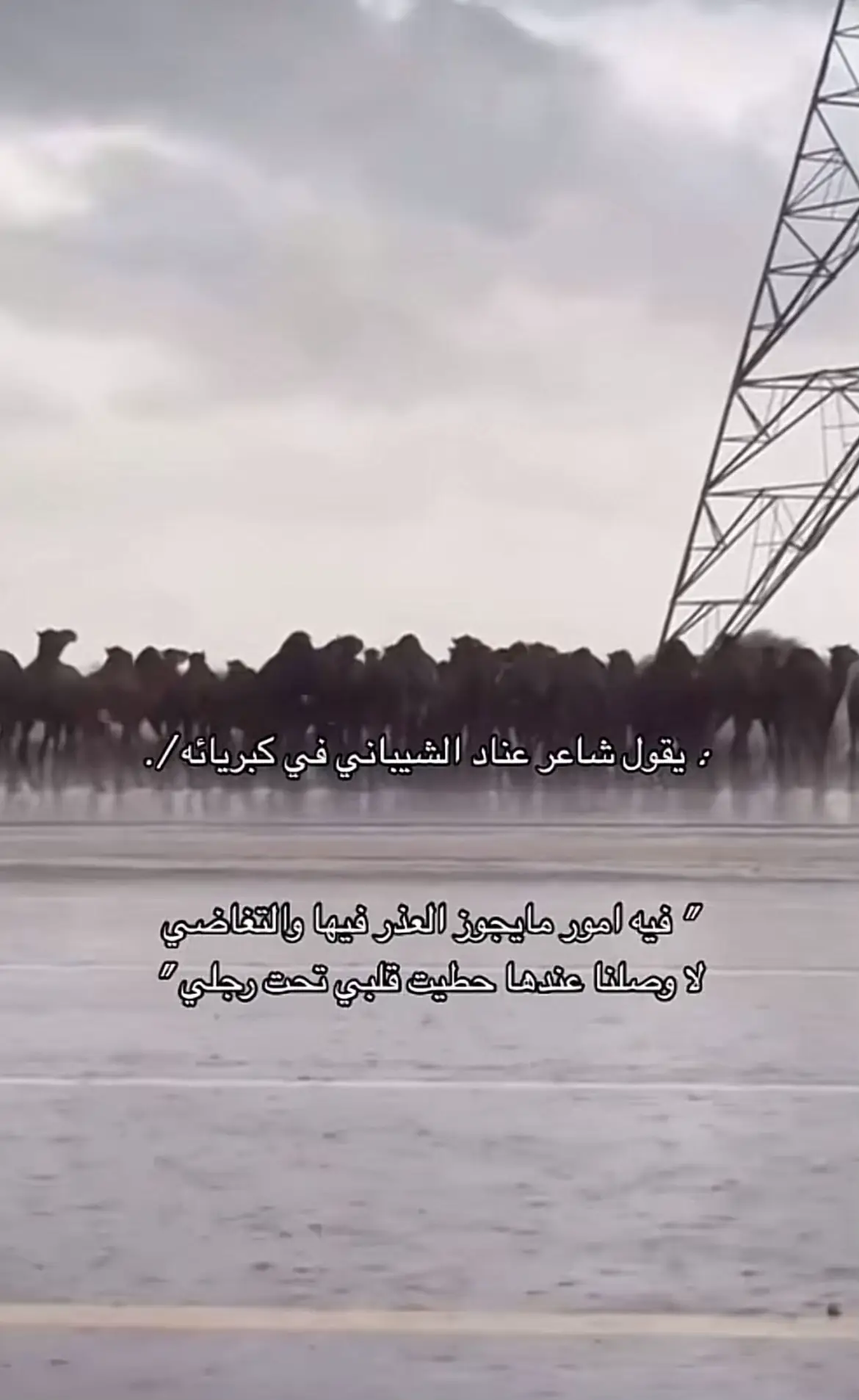 #شعروقصايد 