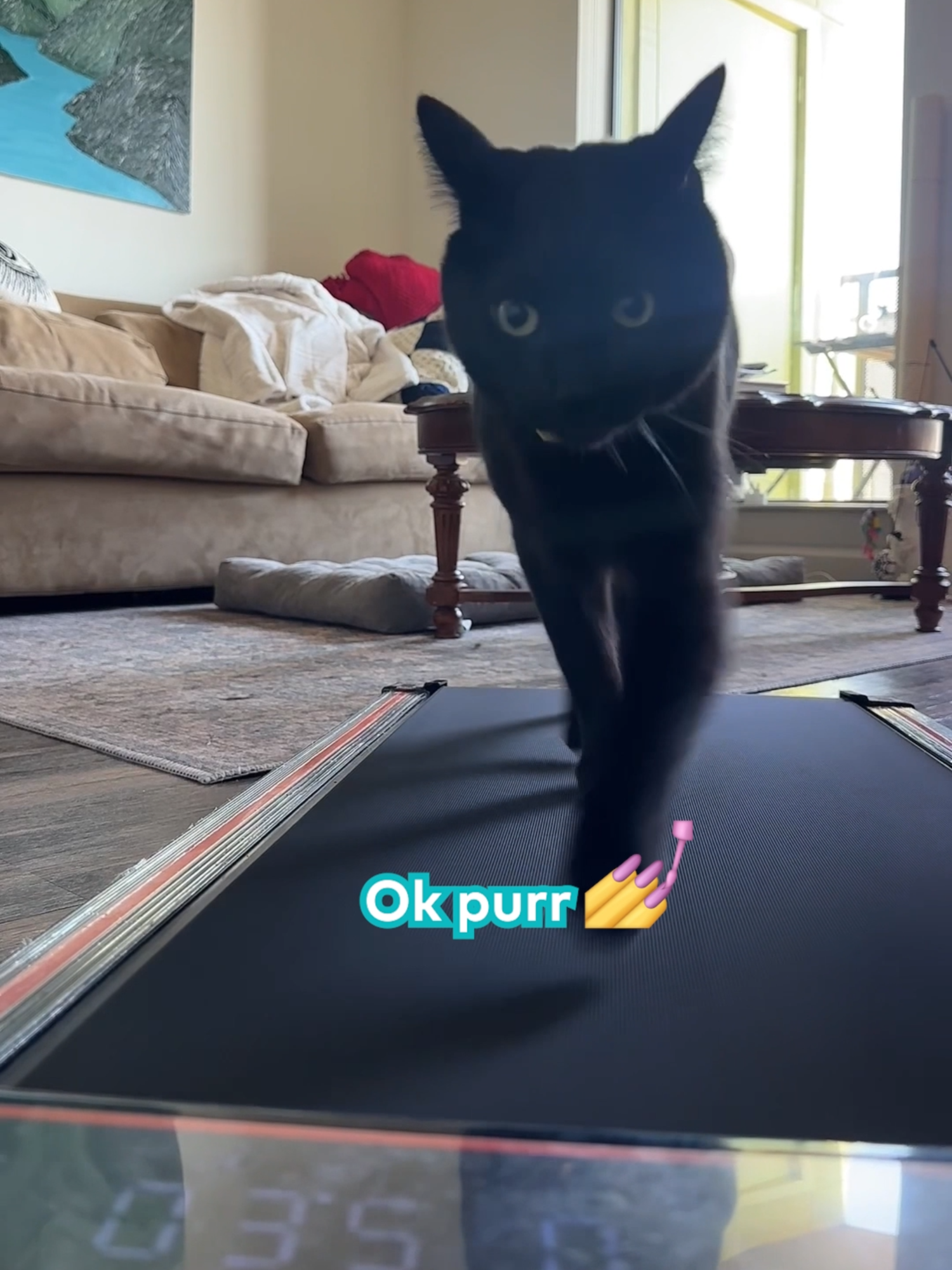 Oliver the cat doing a treadmill cat walk strut, getting that summer bod ready 💅 filmed by Oliver Goose, licensed by ViralHog