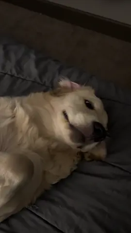 Mi honey es una consentida a la hora de dormir 🐕🥹😂#goldenretriever #puppies #honey #fypシ゚ #puppiesgoldenretriever 
