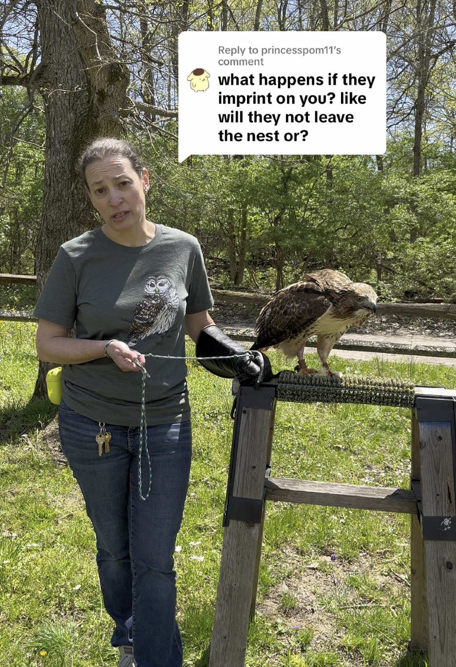 Replying to @princesspom11 It’s always important to make sure rehabilitated raptors don’t pose a threat to themselves or to us once they are released in the wild! #glenhelenraptorcenter #wildliferehab #wildliferescue 