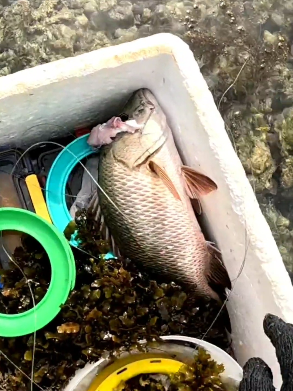 ثنتين ورى بعض ✌️ #صيد #سمك #بحر #جلب #كسارة #fishing #sea #sahee_o 