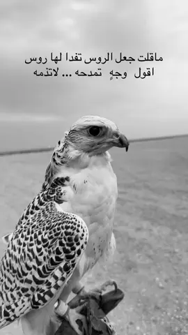 فلاح 🤍#عشوائيات #اكسبلور #ماشاءالله #جير_بيور 