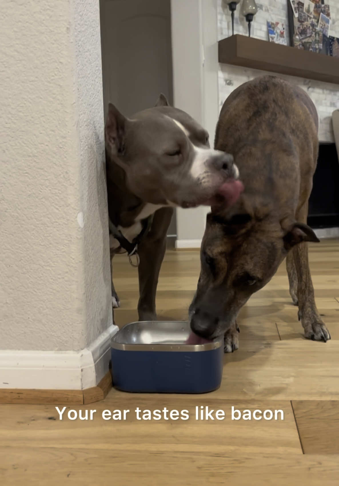 Meet Maddox’s buddy, Tofu — with an overly affectionate tongue 👅 🐕💓 #dogsvideo #bestiesgoals #brindle #rescuedogs 