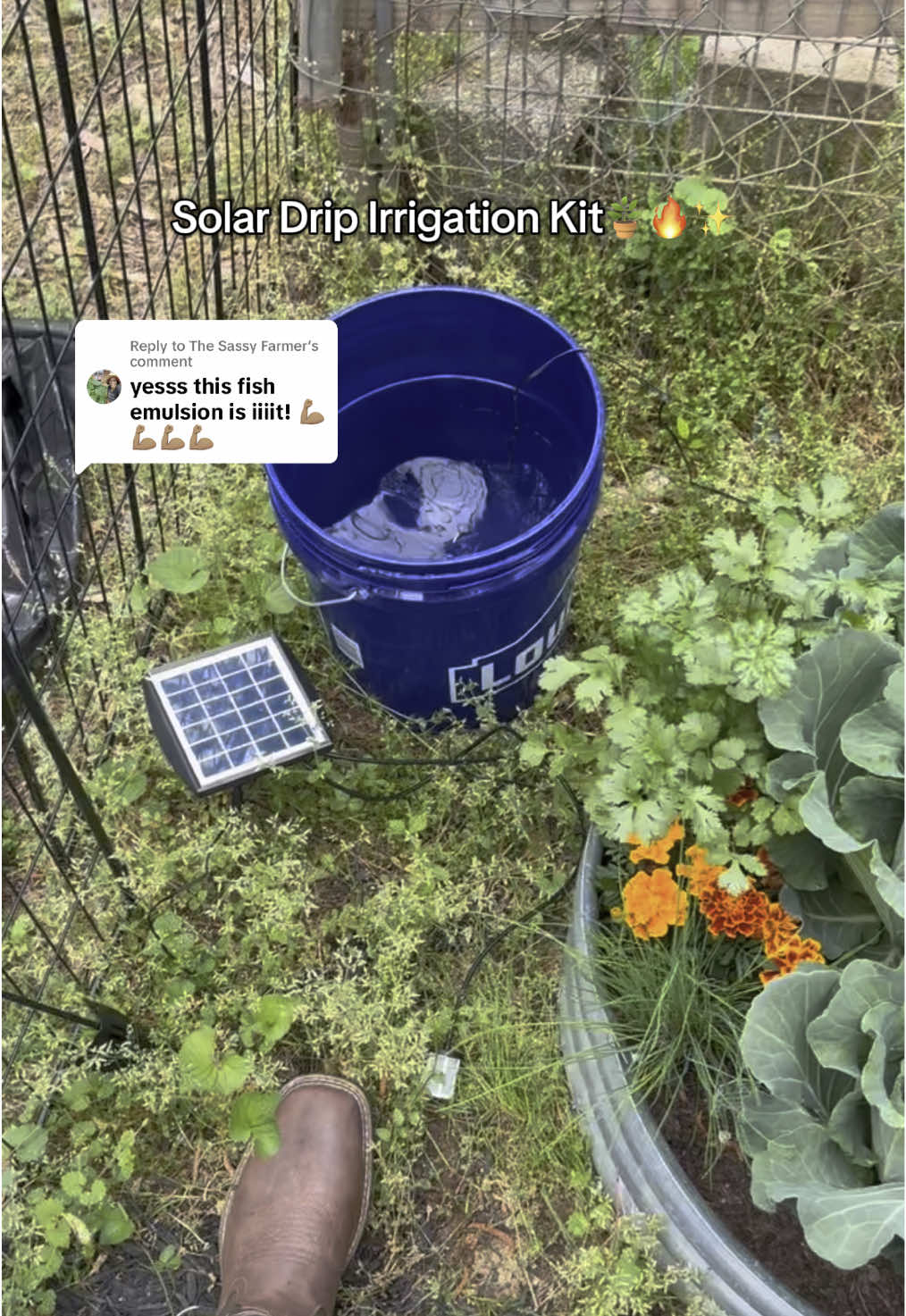 Replying to @The Sassy Farmer auntie done put me on soooo much game yall go follow her if yall need help with yall garden 😌💯 #gardentok #garden #gardening #gardenproject #gardening101 #fyp #selfwatering #solarpower #solardripirrigation 