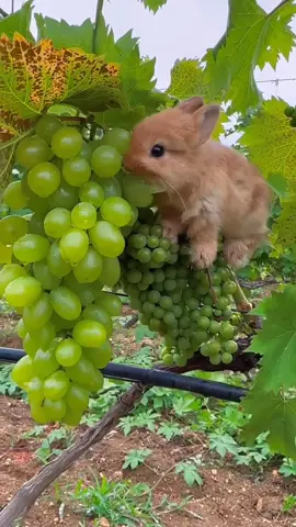💖 @charmingbunnyshaven ... Bunny taste grapes 🍇  #charmingcritterhaven #charmingbunnyhaven #viralbunny #cuterabbits #familyunion #familyreunion #bunnyfamily #cutepet #explore #petcare #motivation #foryou #fyp
