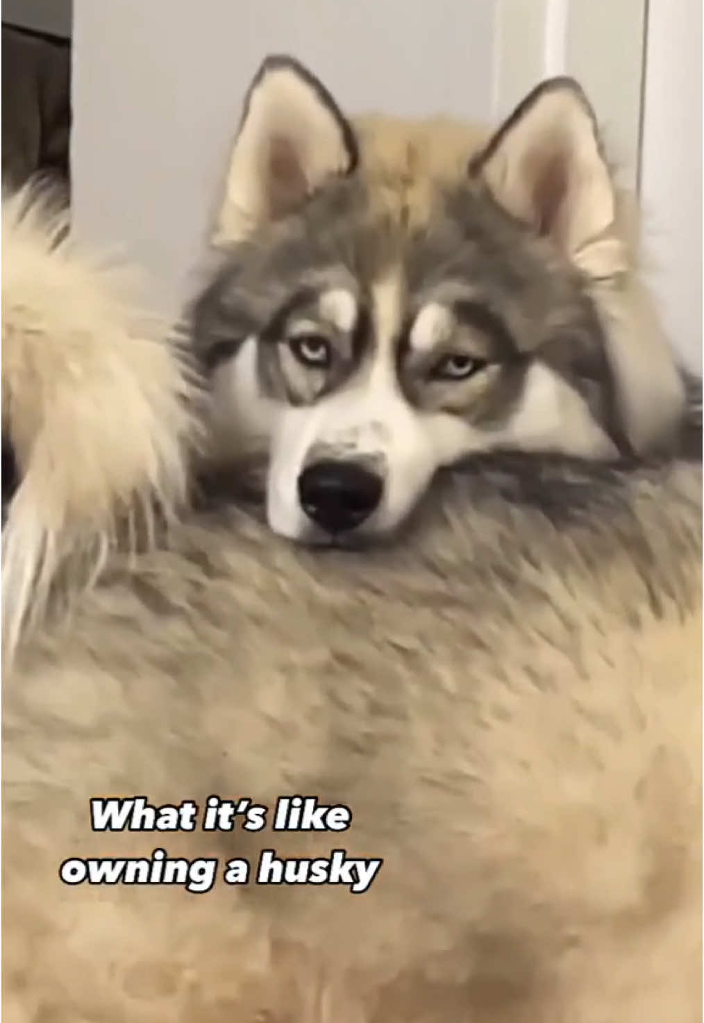 Never ending energy🤪⚡️💥   Follow for more @huskyglobal🐕 Follow for more @huskyglobal🐕 📷 by @Poseidon & Kratos  For all credit issues or removal, please DM🙏🏻 °All rights and credits reserved to respective owner (no copyright infringement intended)❤° #huskypuppies #husky #siberianhusky #dogsofinstagram #dog #huskylove #huskypuppy #huskylife #huskiesofinstagram #dogs #puppy #huskygram #huskies #huskylovers #dogstagram #huskyworld #huskynation #huskyphotography #Love #instadog #dogoftheday #puppiesofinstagram #puppylove #huskymix #doglovers #doglover #doglife #cute #huskysiberiano #huskyofinstagram #fy #fyy #fyyyyyyyyyyyyyyyy #foryou #foryoupage #viral #viralvideo #huskyglobal 