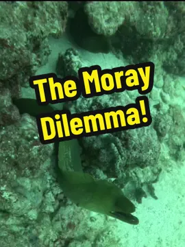 The Moray dilemma! #floridawildlife #lionfishextermination #showusyourzk #lionfishhunting #lionfishvideo #lionfishshooting #lionfishvideos #natethelionslayer #alexthelionslayer #invasivespecies #spearfishingdinnerisnotanimalabuse #lionfishguy #nonprofitorganization #lionfish @Alex Borsutzky @Nathaniel Sorensen 