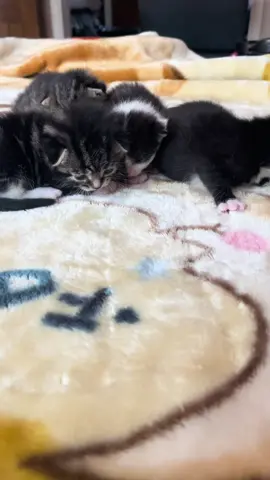 Day 16.#my#cute#kittens#lovely#little #babytiktok #creatorsearchinsights #cats #catsoftiktok 