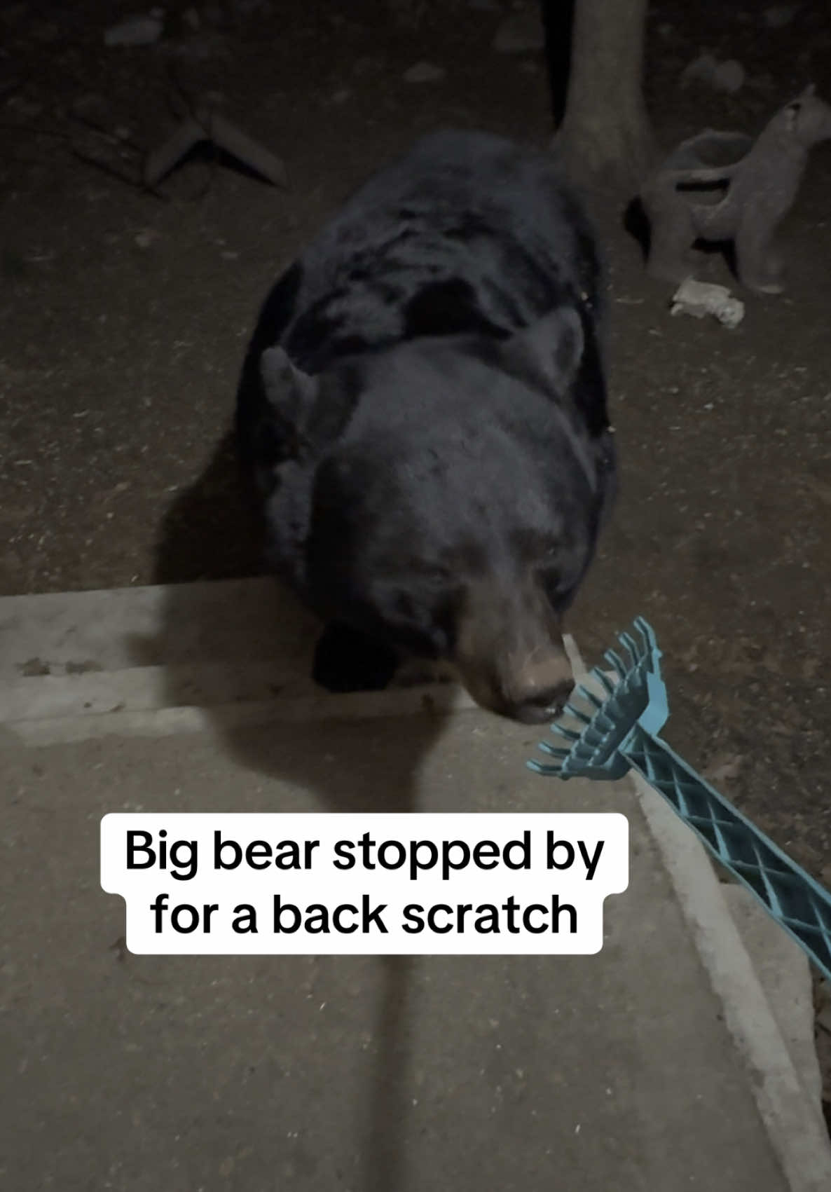 A big black bear stopped by for a back scratch. #bear #wildlife #Love #itchy #animals #furry #nature #foryourpage #forest #camping #bigbear #country #mountains 