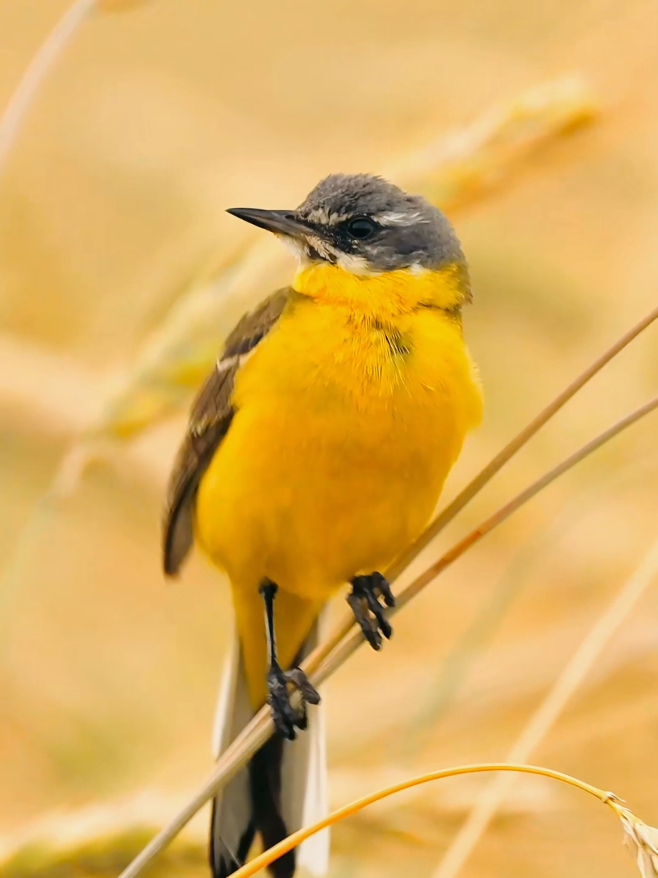 Clad in soft gray-yellow hues, it perches by riverbanks or on midstream rocks, its tail ceaselessly bobbing up and down. The Western Yellow Wagtail (Motacilla flava) is a vibrant, slender songbird found across Europe, Asia, and Africa. Known for its cheerful yellow plumage (in males) and constant tail-bobbing motion, it thrives in open habitats like wetlands, meadows, and farmlands. This migratory species winters in Africa and tropical Asia, forming large flocks. With over 10 subspecies displaying striking color variations, it’s a favorite among birdwatchers. Though currently Least Concern, habitat loss threatens some populations. #westernyellowwagtail #birds #DidYouKnow #wagtail 