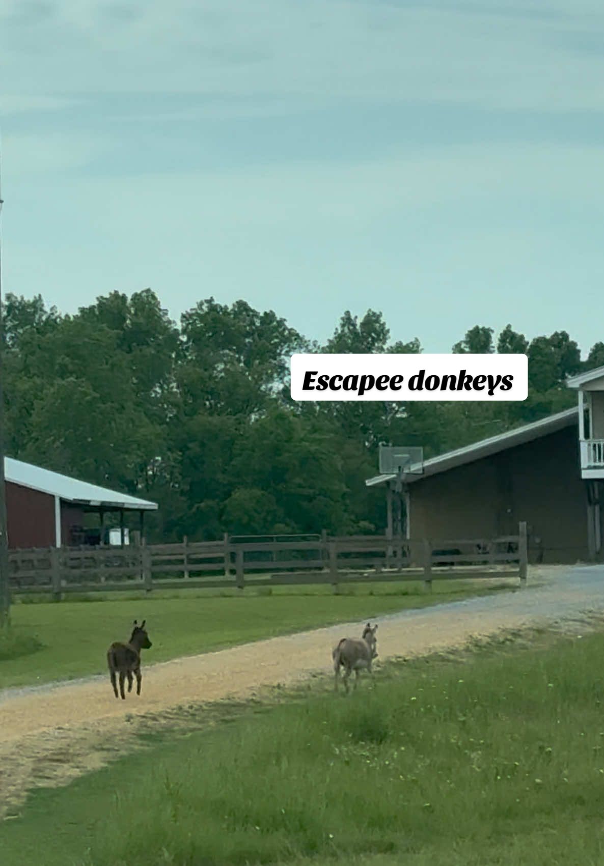 Well good morning to yall to, that’s not where you belong 🤠 #minidonkey #minidonkeysoftiktok 