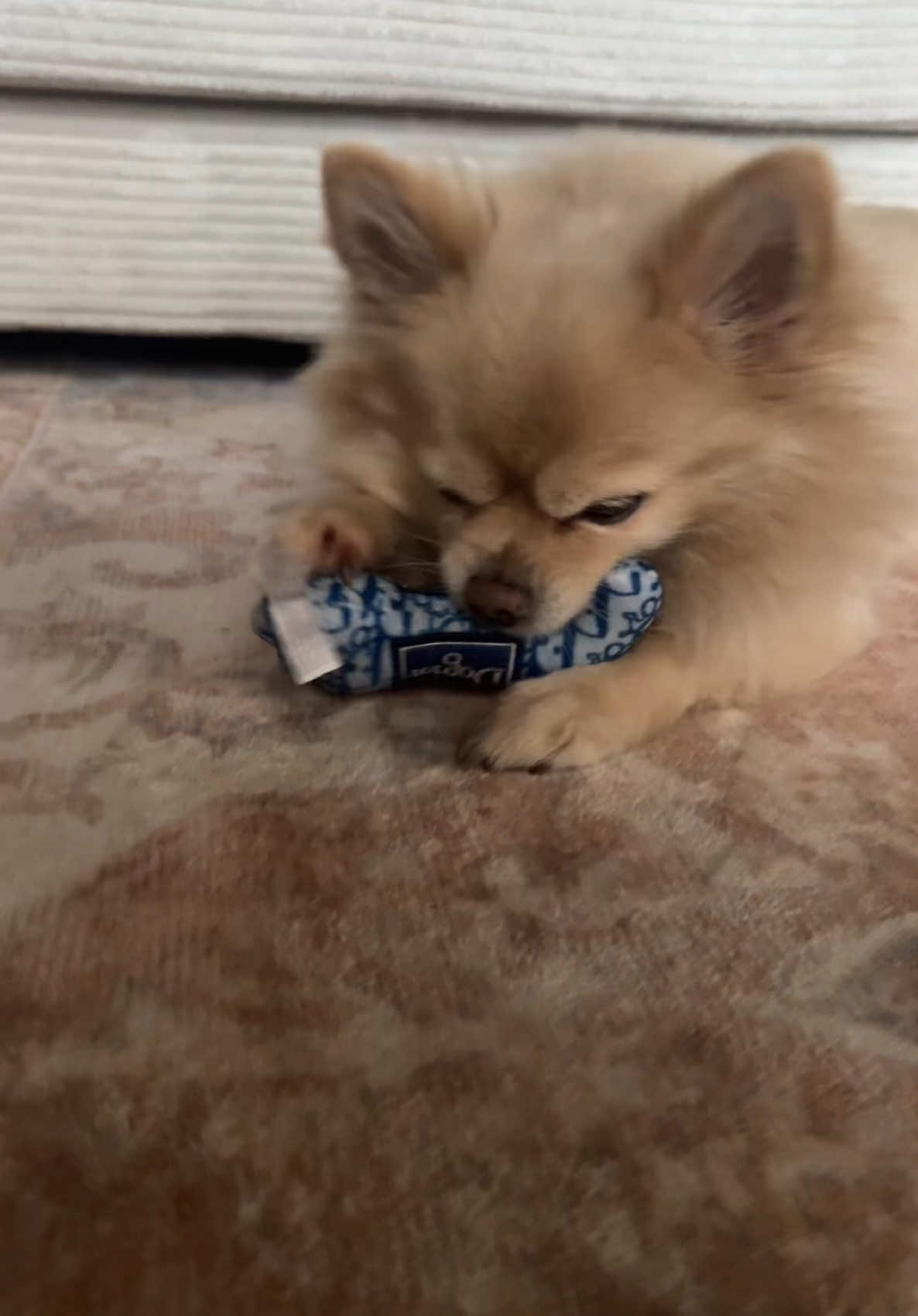 It’s $15 and free shipping too!! it’s also his 12th birthday today 🩵 #dogsoftiktok #dogtoy #bougiedog #dog #PetsOfTikTok #tiktokshopfinds #tiktokshop #tiktokshoprestock #tiktokshopspringsale #tiktokshopspringglowup #fyp #trending #trendy #viral 