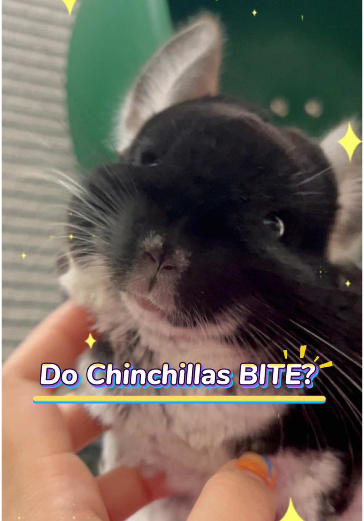 When your chinchilla bites you but it's actually LOVE 🥹 Fun fact: If they're giving gentle little bites like Davy, they're grooming you as part of their pack! It means they TRUST you! 🥰  Those teeth can destroy wood but they're being super gentle with me! #PetsOfTikTok #pettips #chinchillas #fyp #petcare 