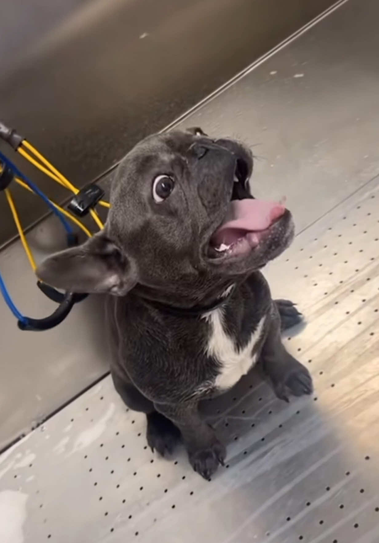 #dog #dogsoftiktok #puppy #dogtalking #viral #fyp #foryoupage 
